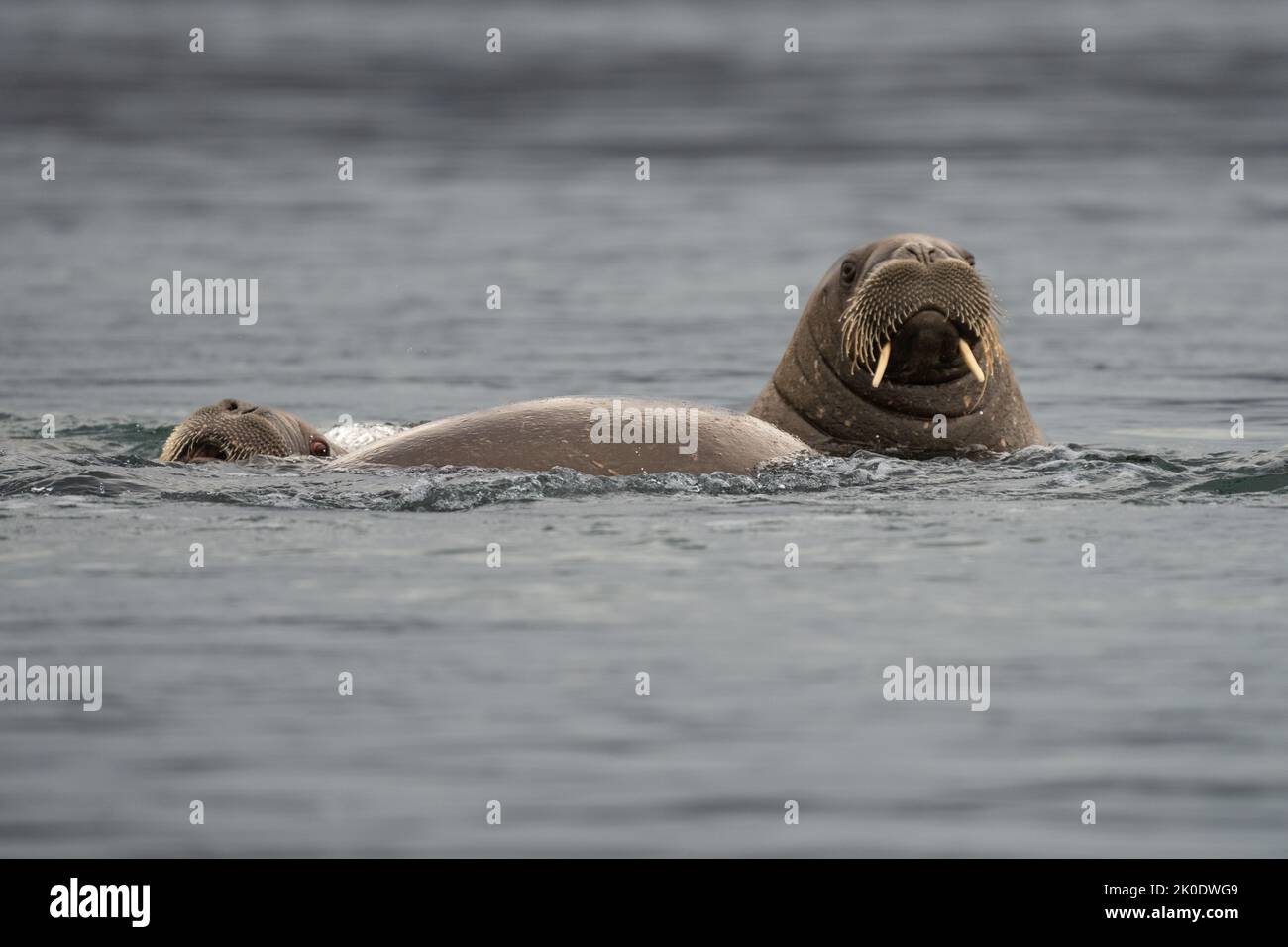 Morse de l'Atlantique (Odobenus rosmarus) Banque D'Images Morse de l'Atlantique (Odobenus rosmarus) Banque D'Images