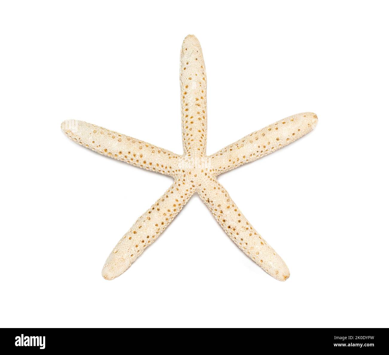 Image d'étoiles de mer blanches isolées sur fond blanc. Étoiles de mer. Animaux sous-marins. Coquillages. Banque D'Images