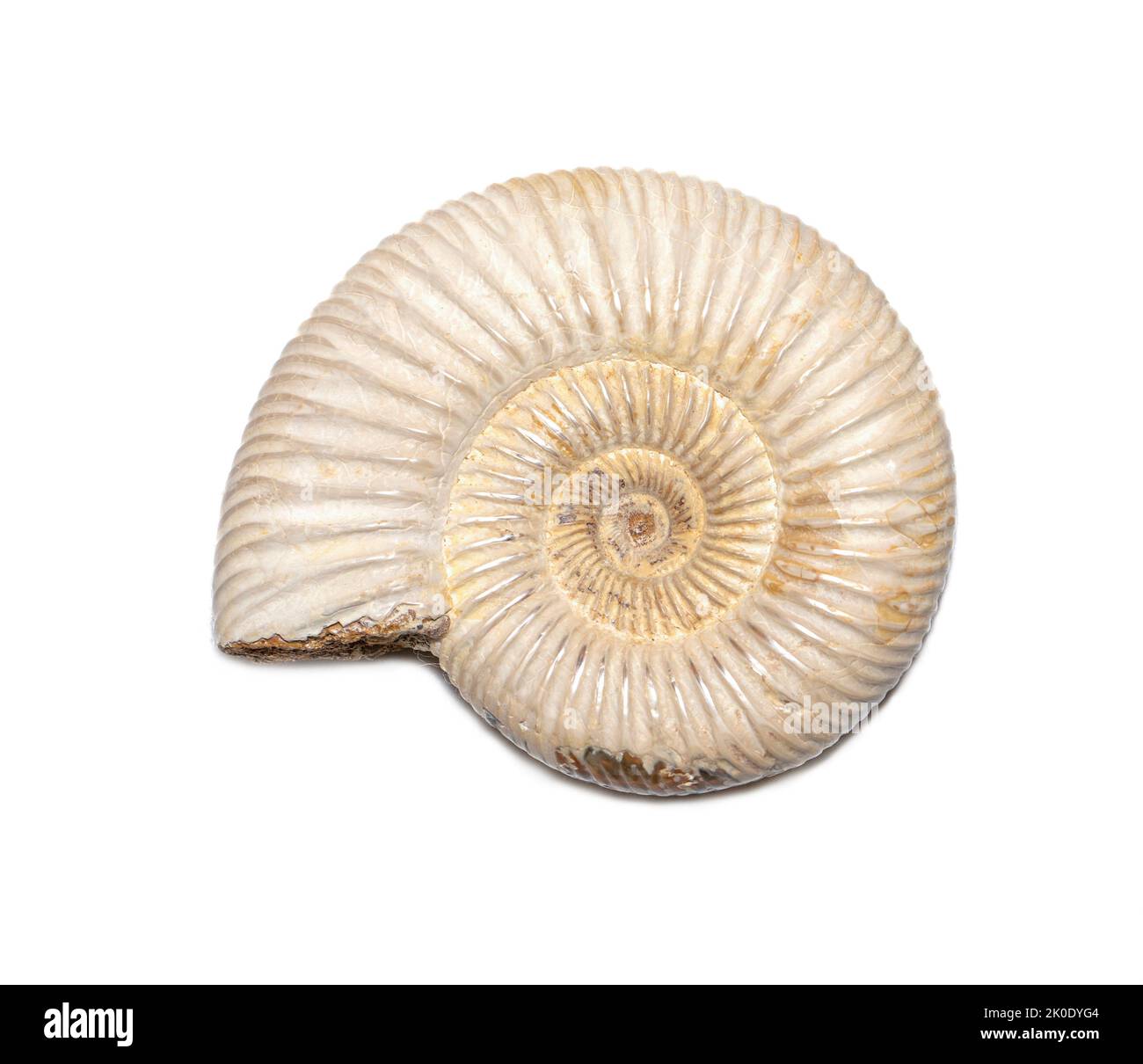 Image de l'ammonite sur fond blanc. Fossile. Coquillages. Banque D'Images