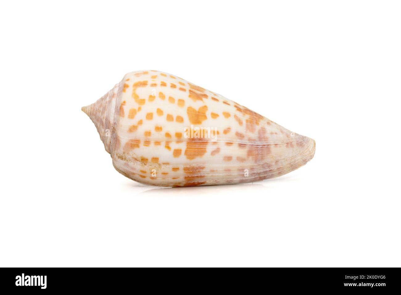 Image de conus tessulatus, nom commun le cône à facettes, est une espèce d'escargot de mer, un mollusque de gastropodes marin de la famille des Conidae. Ani sous-marin Banque D'Images