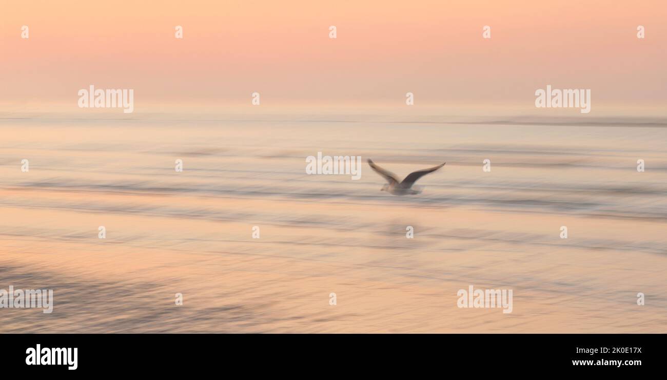 Image de mouvement intentionnel de la caméra ICM d'un oiseau volant au-dessus de l'océan au lever du soleil à Sussex, en Angleterre Banque D'Images