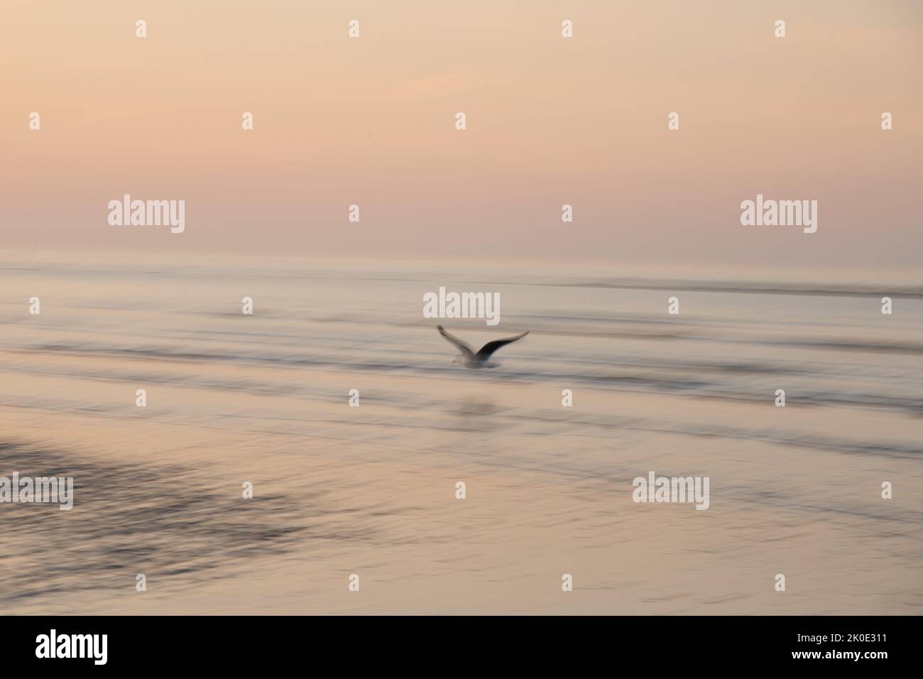 Image de mouvement intentionnel de la caméra ICM d'un oiseau volant au-dessus de l'océan au lever du soleil à Sussex, en Angleterre Banque D'Images
