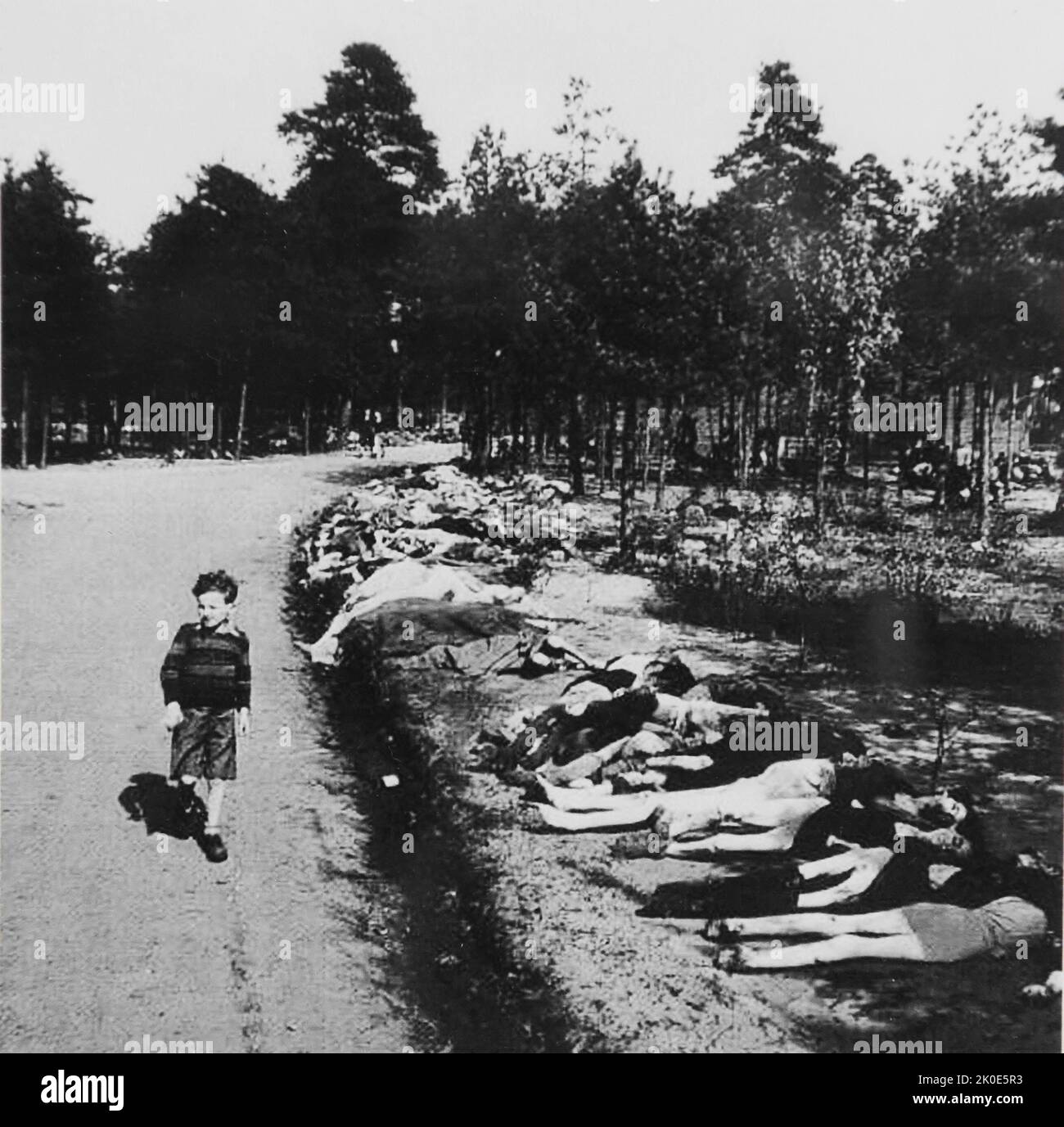 Un enfant passe par une route bordée de morts du camp de concentration de Bergen-Belsen en 1945. Banque D'Images