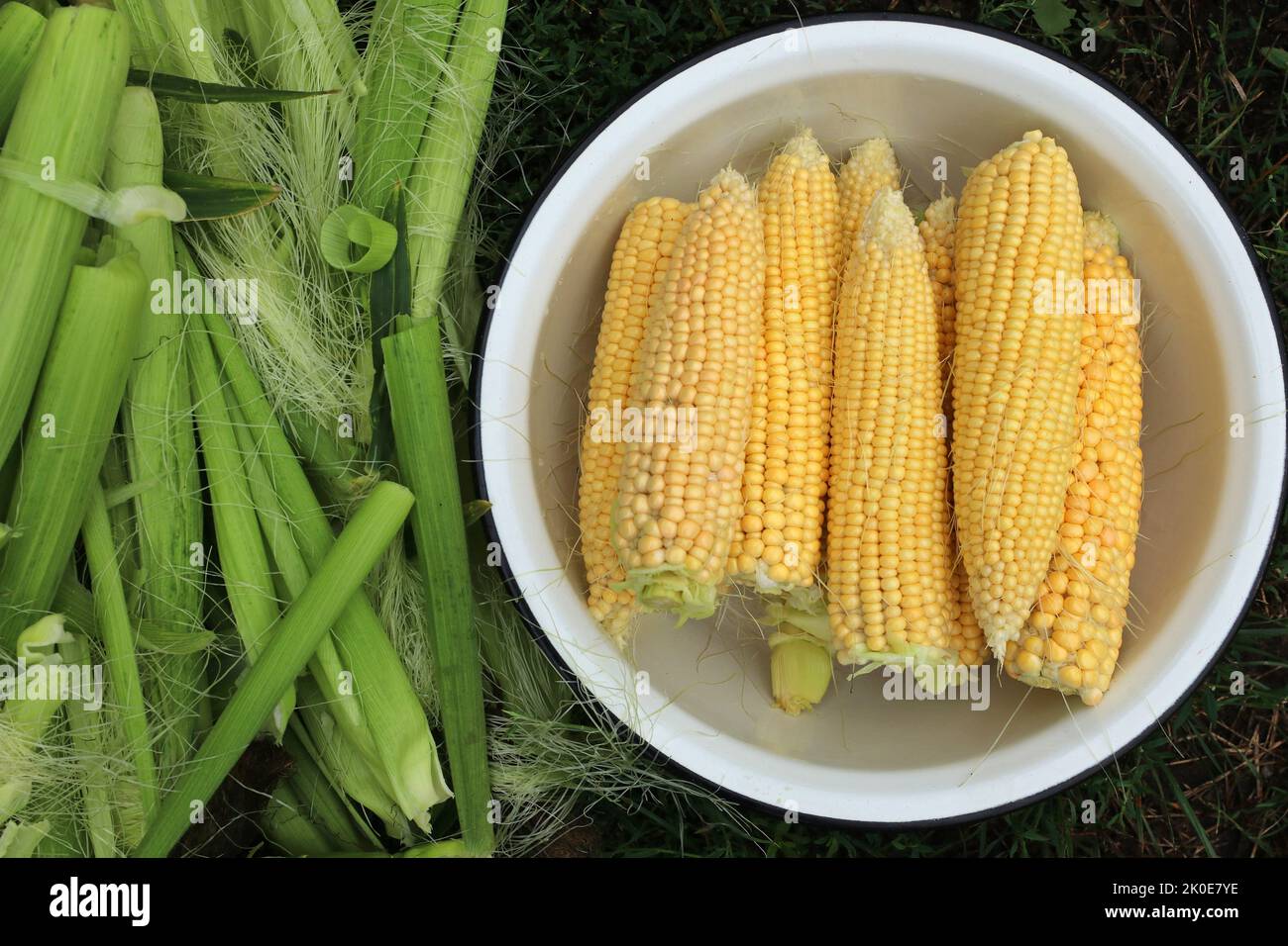 Bol avec épis de maïs. Les feuilles de maïs se trouvent à proximité. Banque D'Images