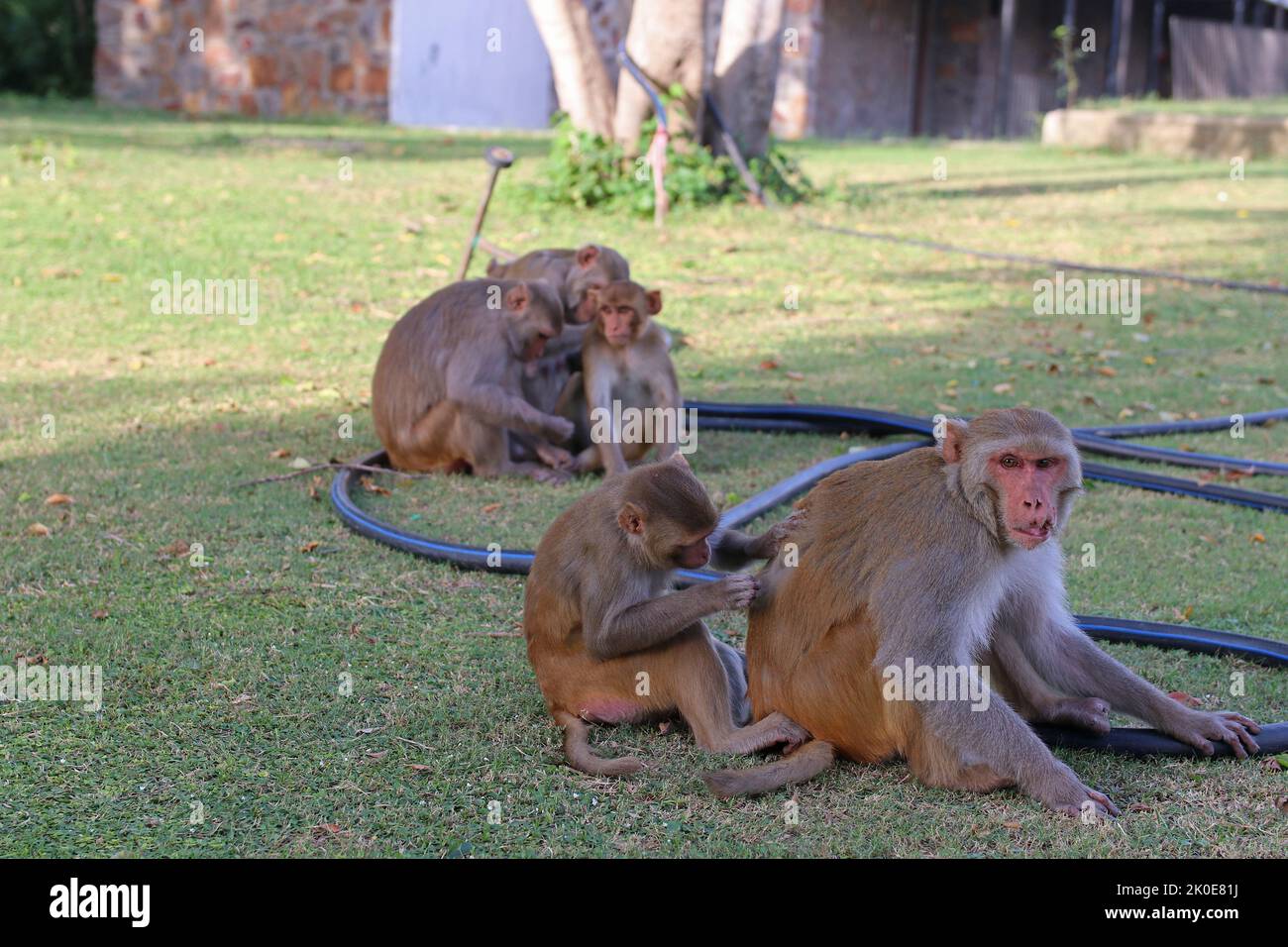 Singes macaques dans un parc d'hôtel à Haryana, Inde Banque D'Images