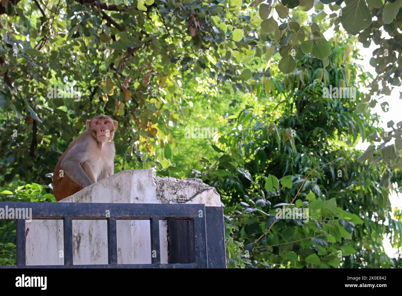Singes macaques dans un parc d'hôtel à Haryana, Inde Banque D'Images