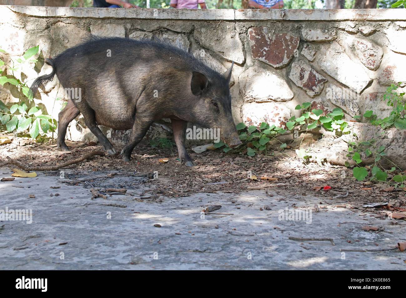Cochon sauvage dans le parc de la ville de Faridabad, Haryana Inde Banque D'Images