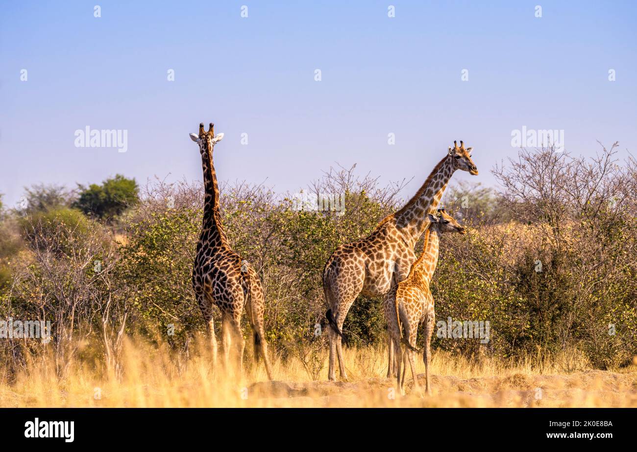 Girafes, Savuti, Botswana Banque D'Images