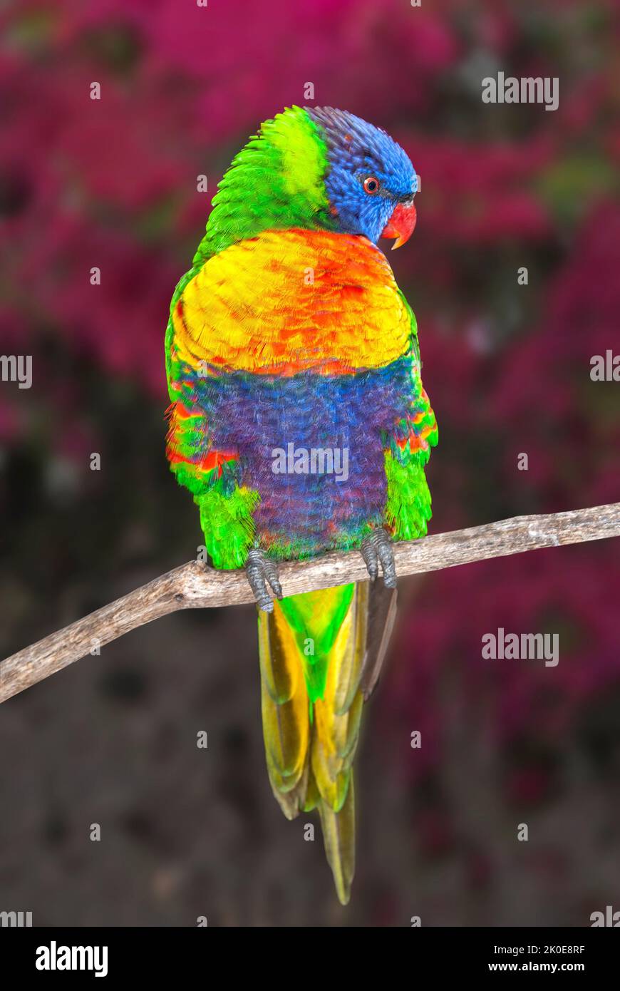 Un magnifique Lorikeet tropical des régions profondes de l'Indonésie montre ses belles couleurs tout en se reposant sur une branche d'arbre Banque D'Images