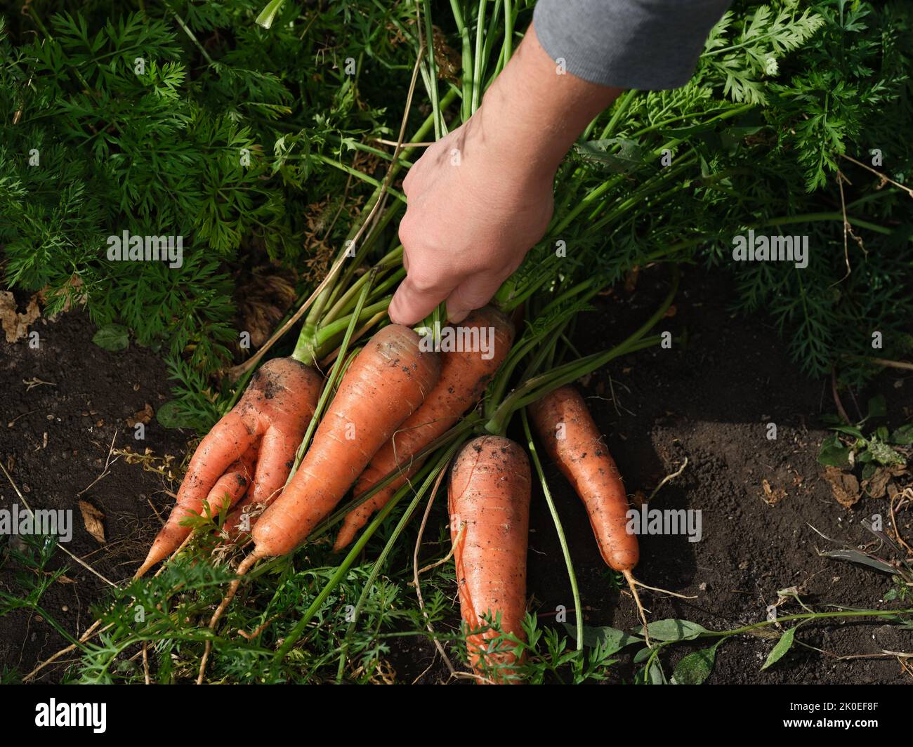 Une femme ramassant des carottes biologiques fraîchement récoltées qui étaient allongées sur le sol. Gros plan. Banque D'Images