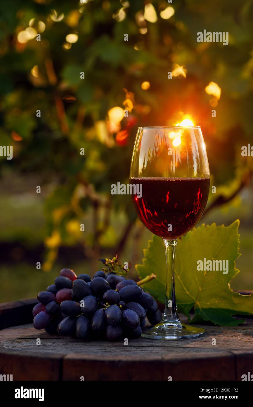 vin rouge en verre et bouquet de raisins mûrs sur baril de bois avec vignoble Banque D'Images