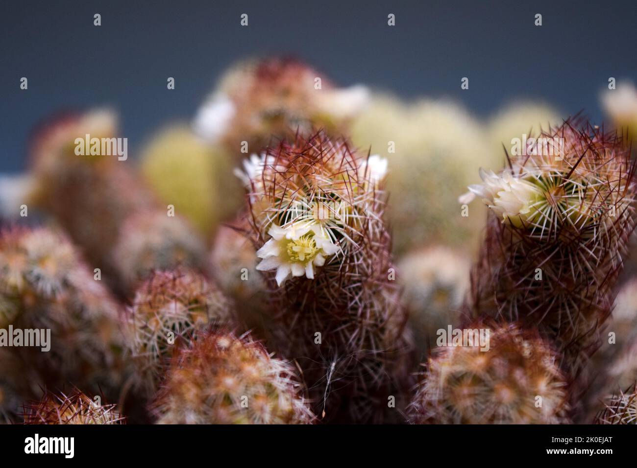 fleurs blanches d'un cactus Banque D'Images