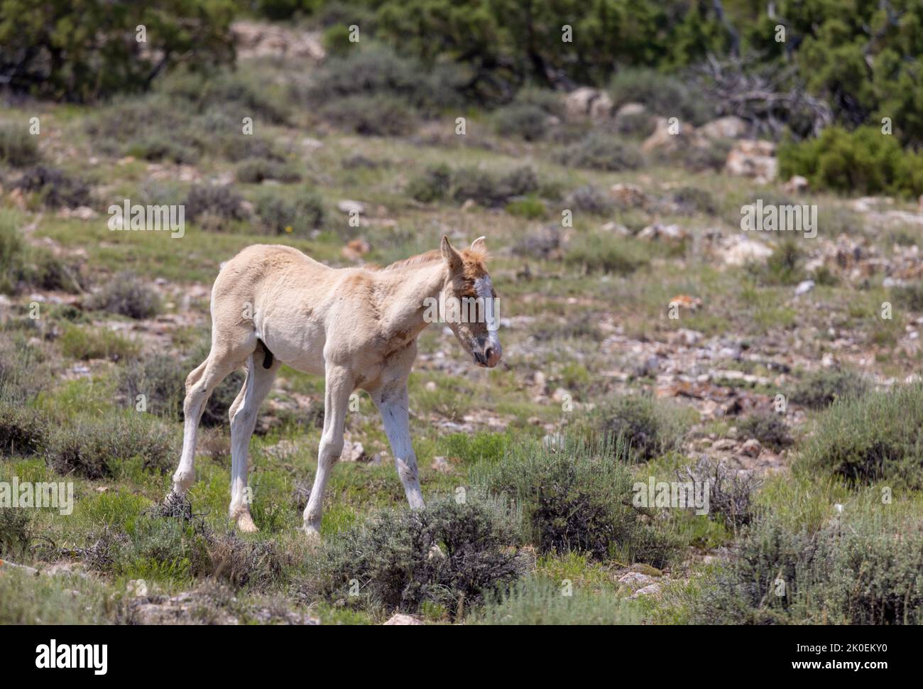 Mignon Wild Horse Foal en été dans le Montana Banque D'Images