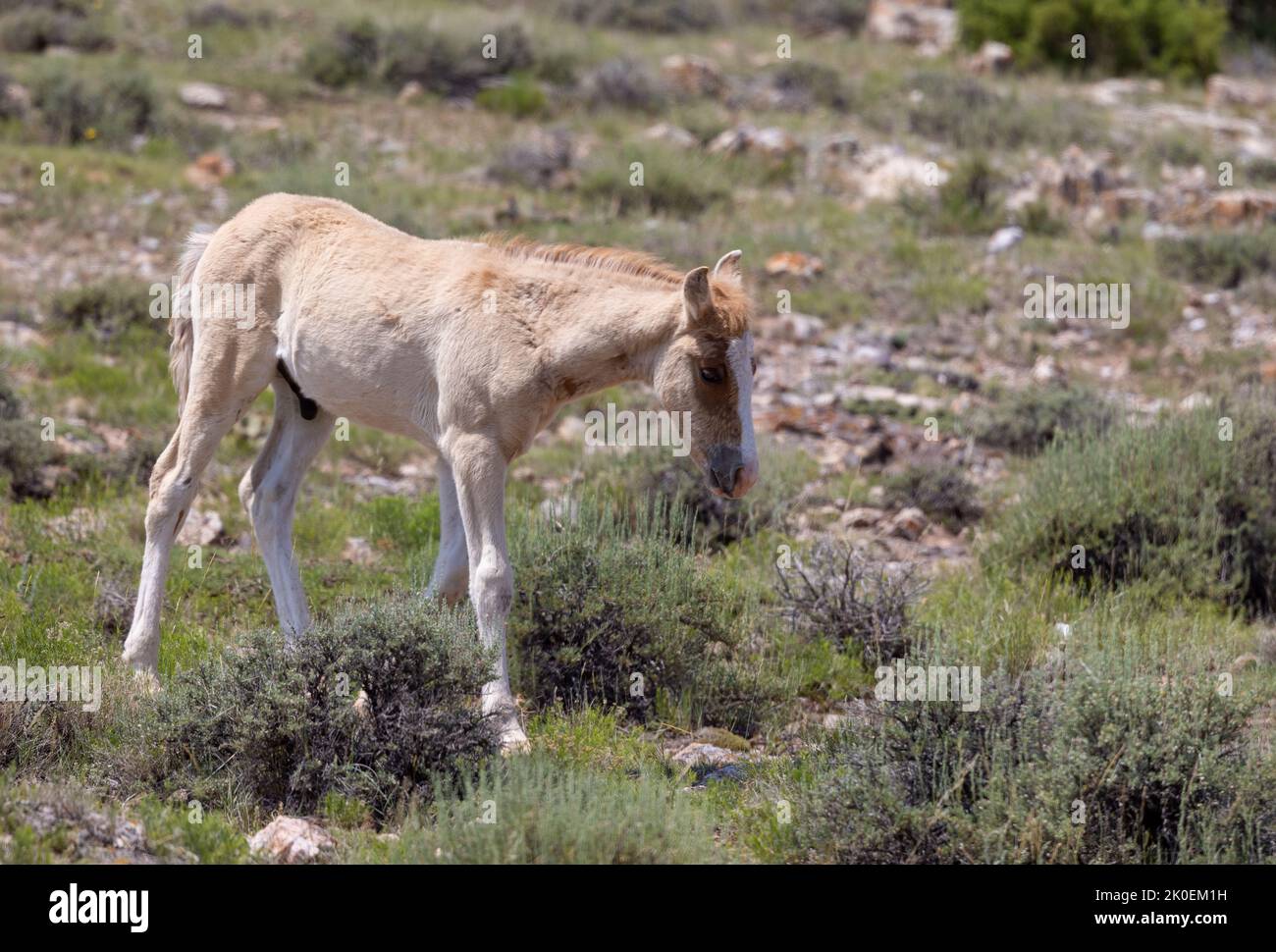 Mignon Wild Horse Foal en été dans le Montana Banque D'Images