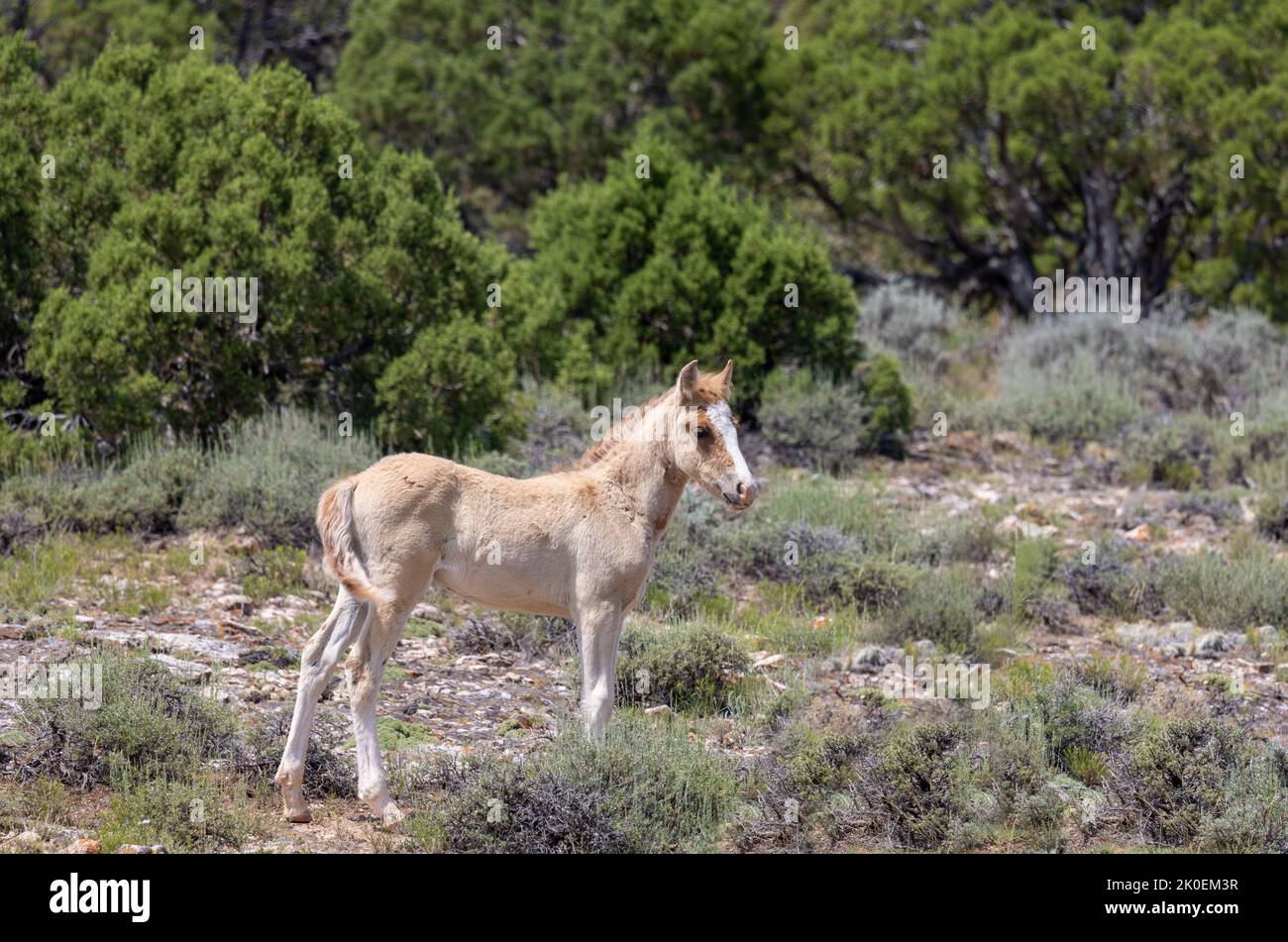 Mignon Wild Horse Foal en été dans le Montana Banque D'Images