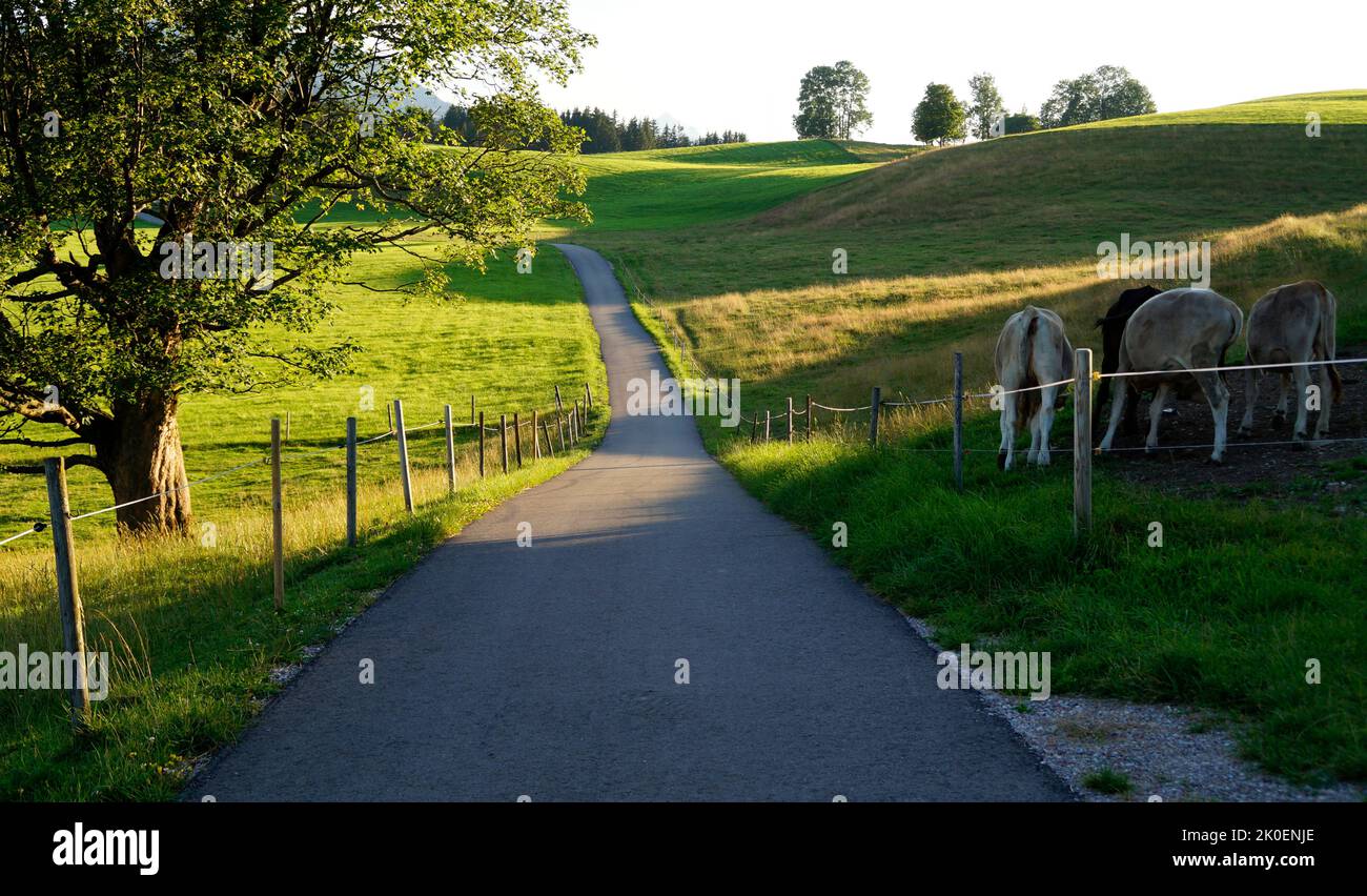 Une route menant à travers les prairies verdoyantes de la vallée alpine dans la région d'Allgau, la Bavière avec les Alpes en arrière-plan (Nesselwang, Allemagne) Banque D'Images