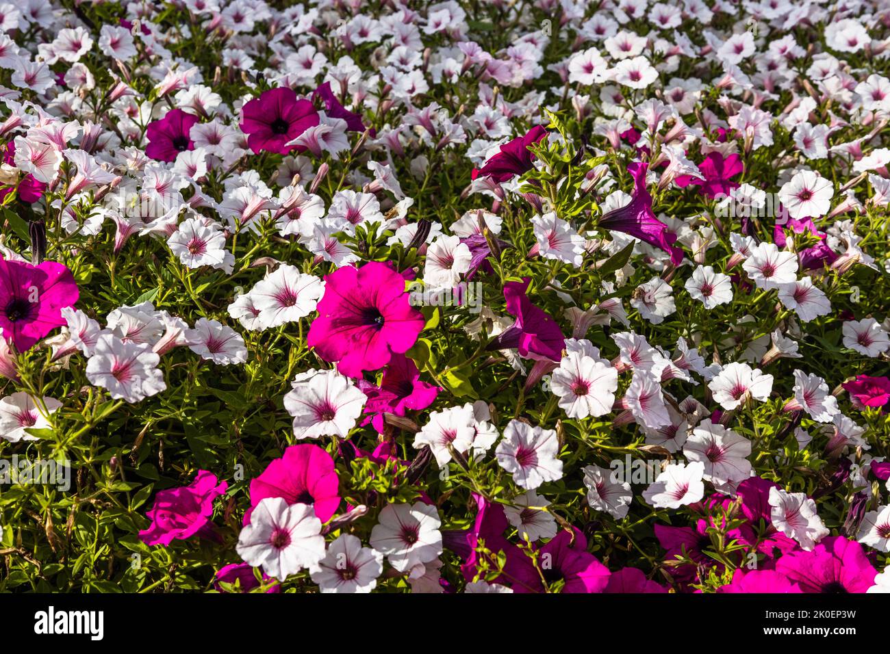 Des fleurs colorées fleurissent dans le jardin du parc de la ville Banque D'Images