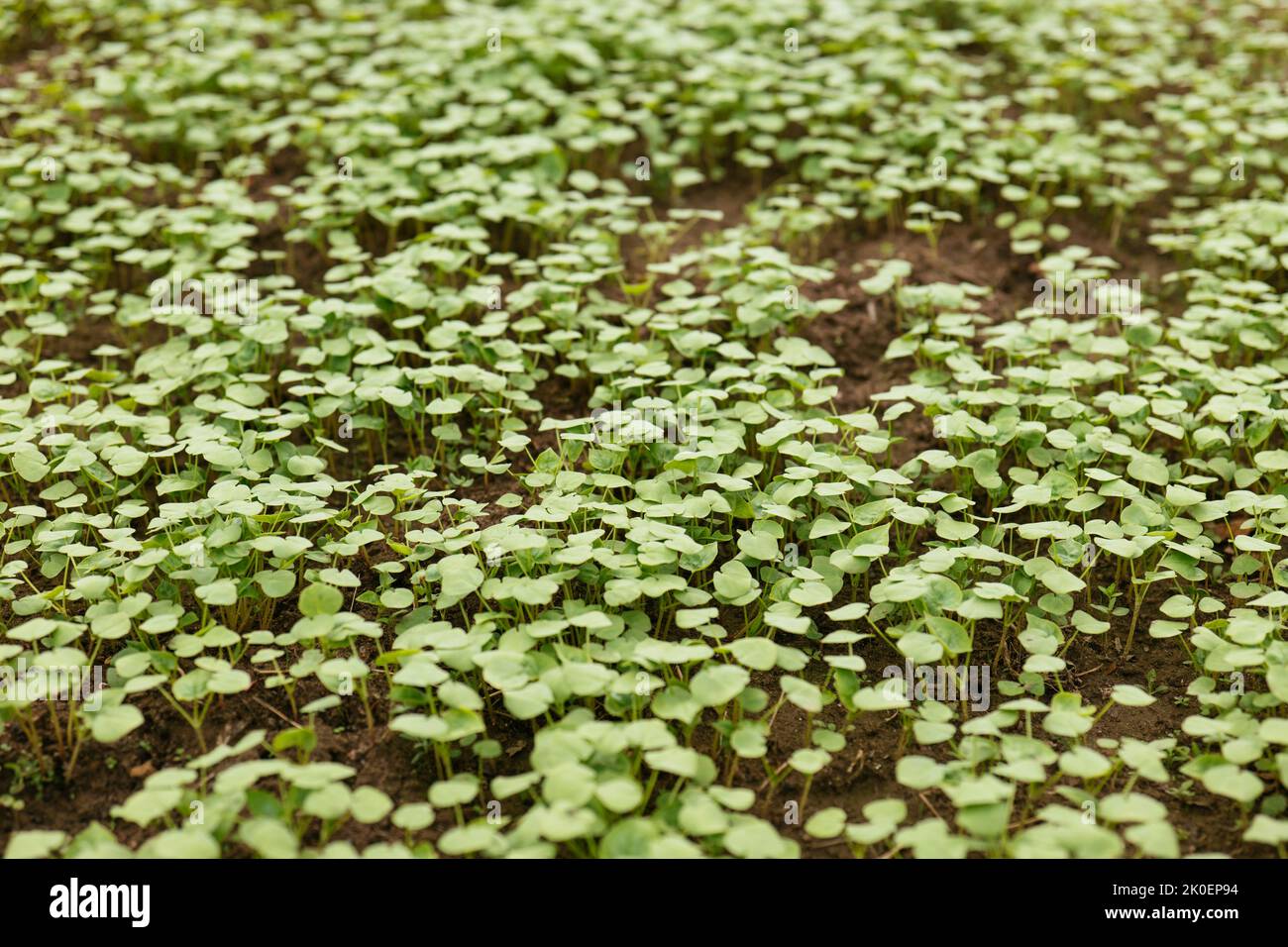 Jeunes plants de sarrasin dans un jardin comme engrais vert et culture de couverture. Banque D'Images
