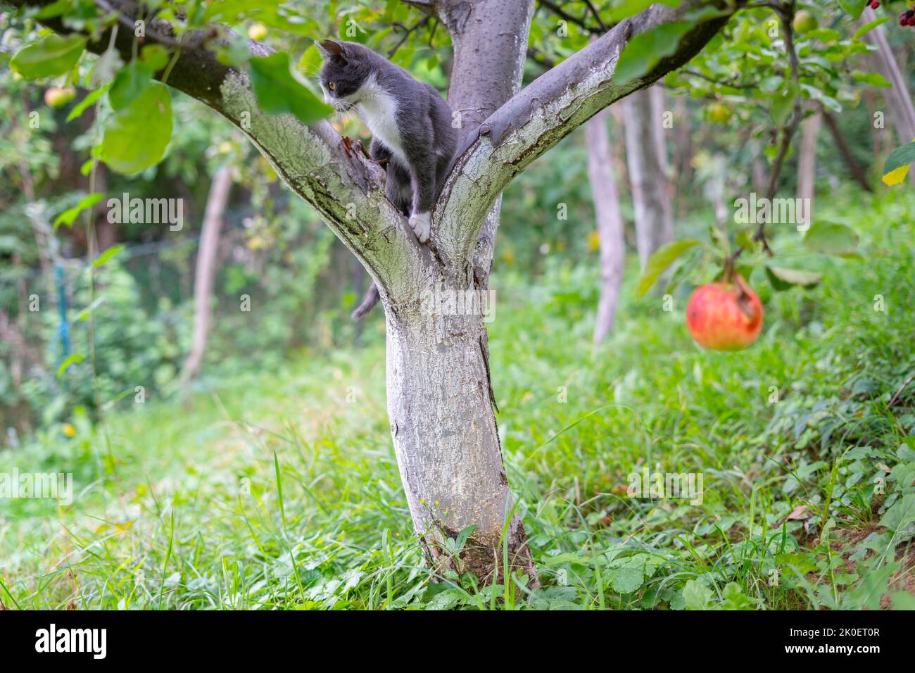 Un petit chat gris assis sur les branches du pommier Banque D'Images