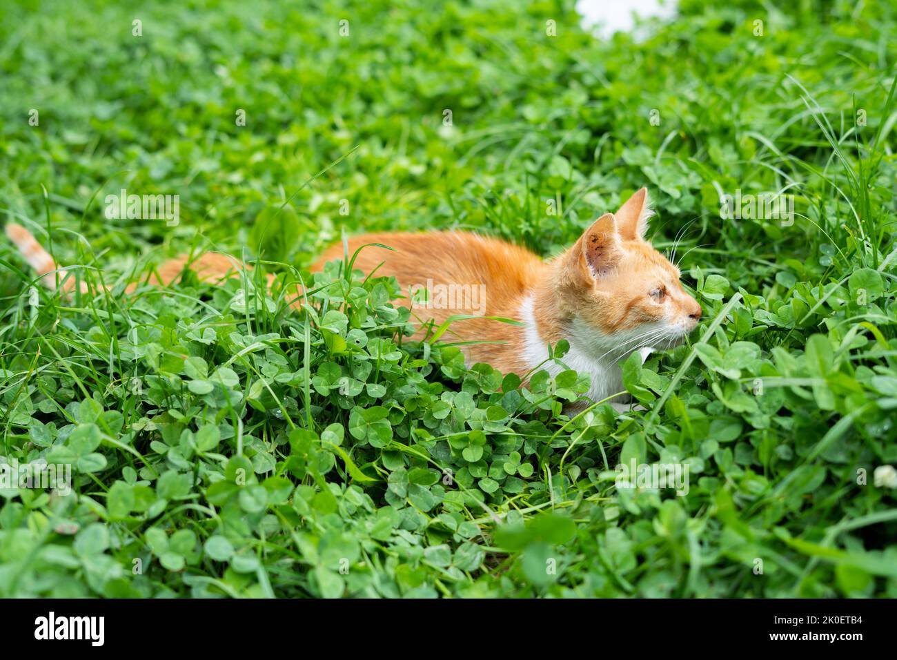Un petit chat de gingembre est couché dans l'herbe, regardant et prêt à attaquer Banque D'Images