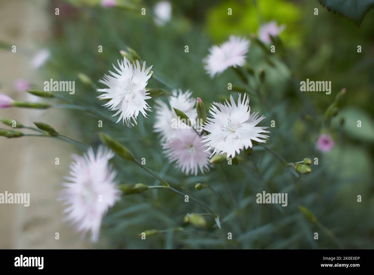 beaucoup de petites fleurs de carnation rose pâle sur un fond de feuilles gris-vert. Nation de Pentecôte (Dianthus gratianopolitanus) Banque D'Images