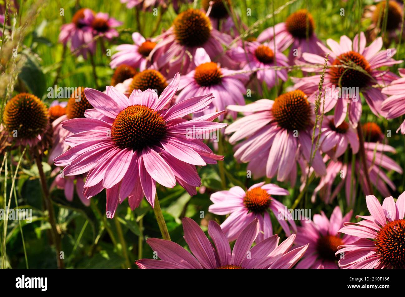 Echinacea purpurea, sur fond d'herbe verte. Banque D'Images