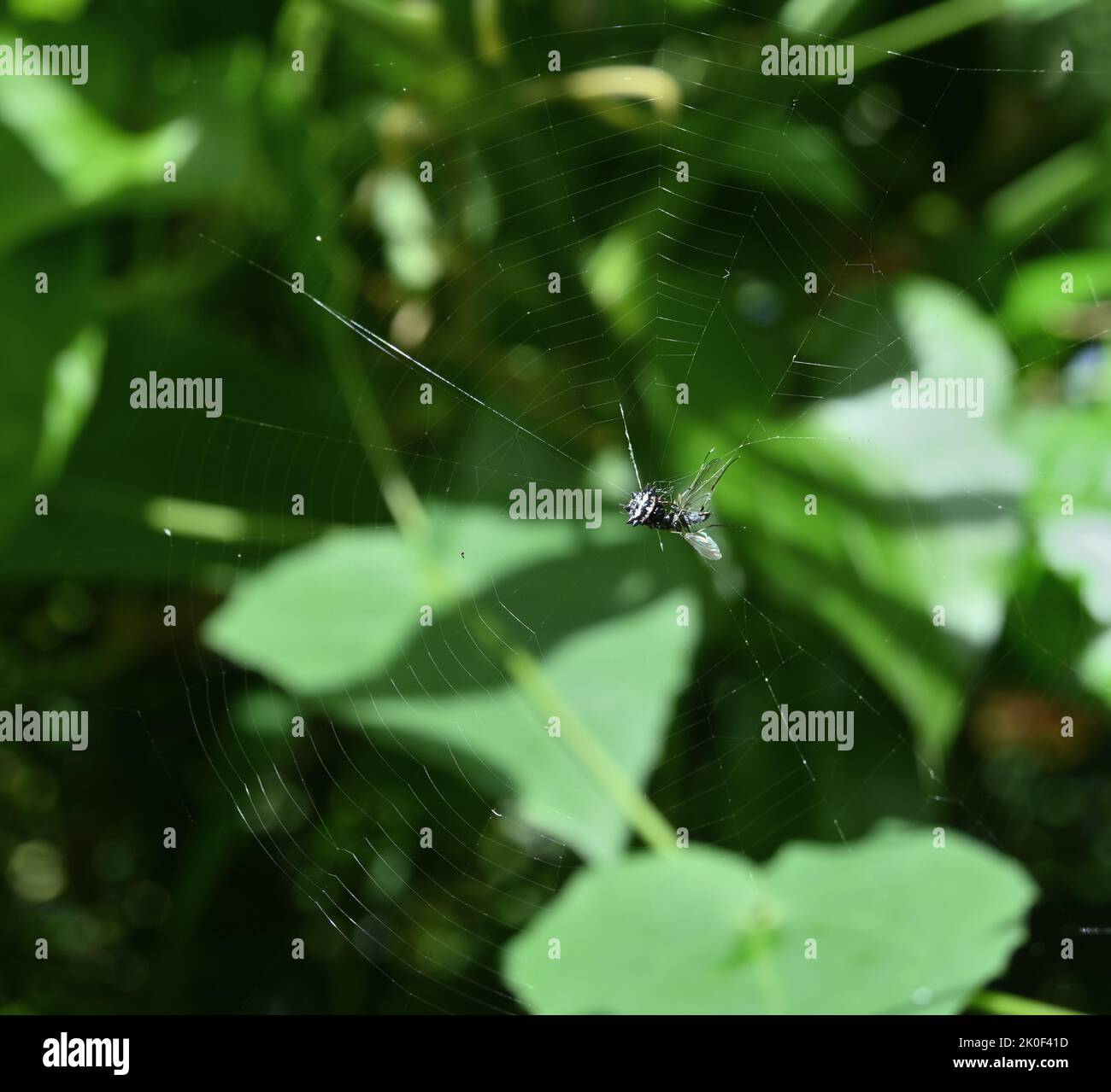 Une araignée Orb weaver à dos épineux avec un insecte de mouche capturé est assise au centre de la toile d'araignée en plein soleil Banque D'Images