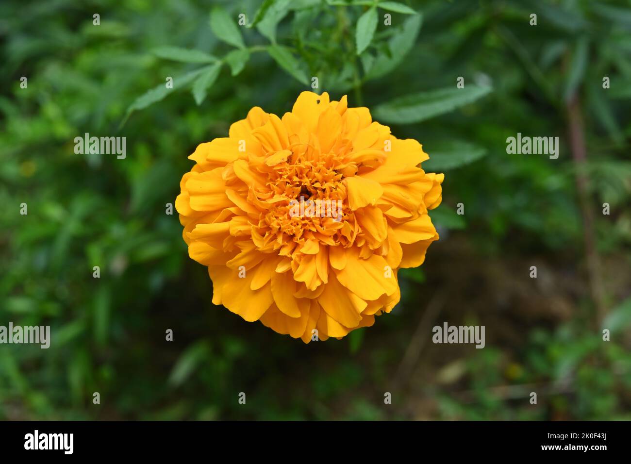 Gros plan d'une fleur de couleur orange Marigold (Tagetes patula) dans le jardin Banque D'Images