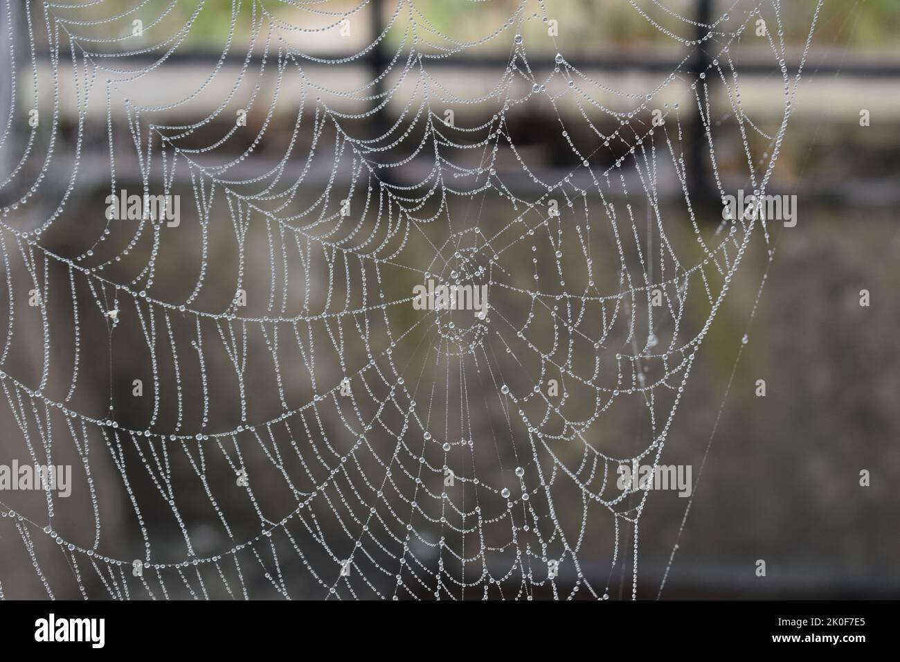 Toile d'araignée avec des perles d'eau par jour brumeux, avec espace de copie. Banque D'Images