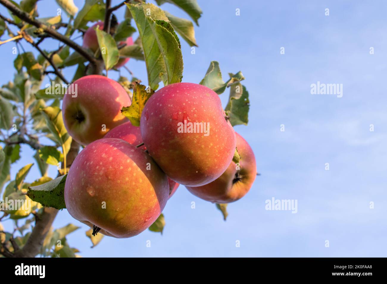 Pommes mûres rouges sur branche d'arbre dans le jardin. Saison de récolte d'été, d'automne. Fruits locaux, agriculture biologique. Pommiers dans le verger de fruits Banque D'Images