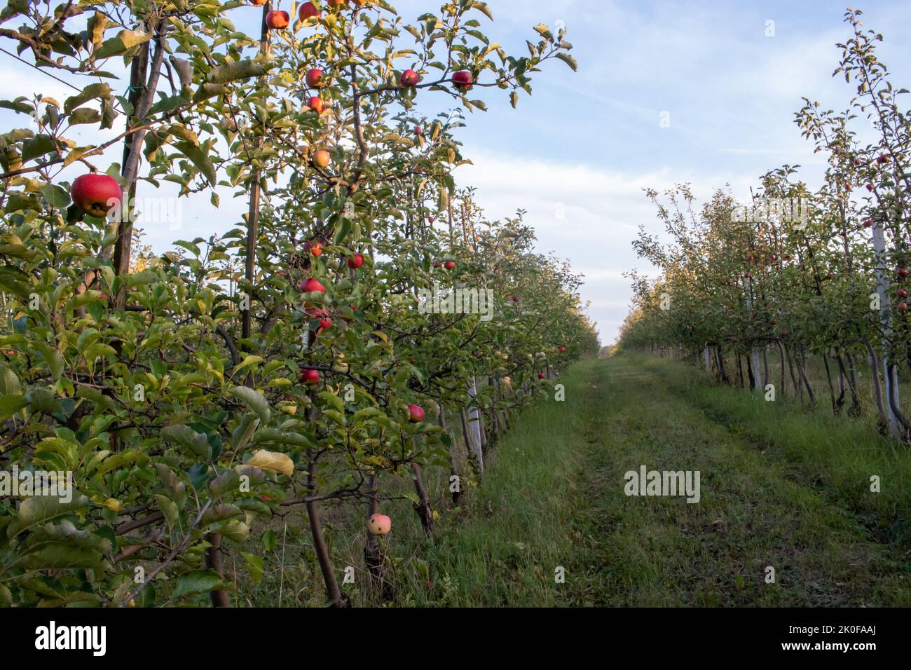 Pommes mûres rouges sur branche d'arbre dans le jardin. Saison de récolte d'été, d'automne. Fruits locaux, agriculture biologique. Pommiers dans le verger de fruits Banque D'Images