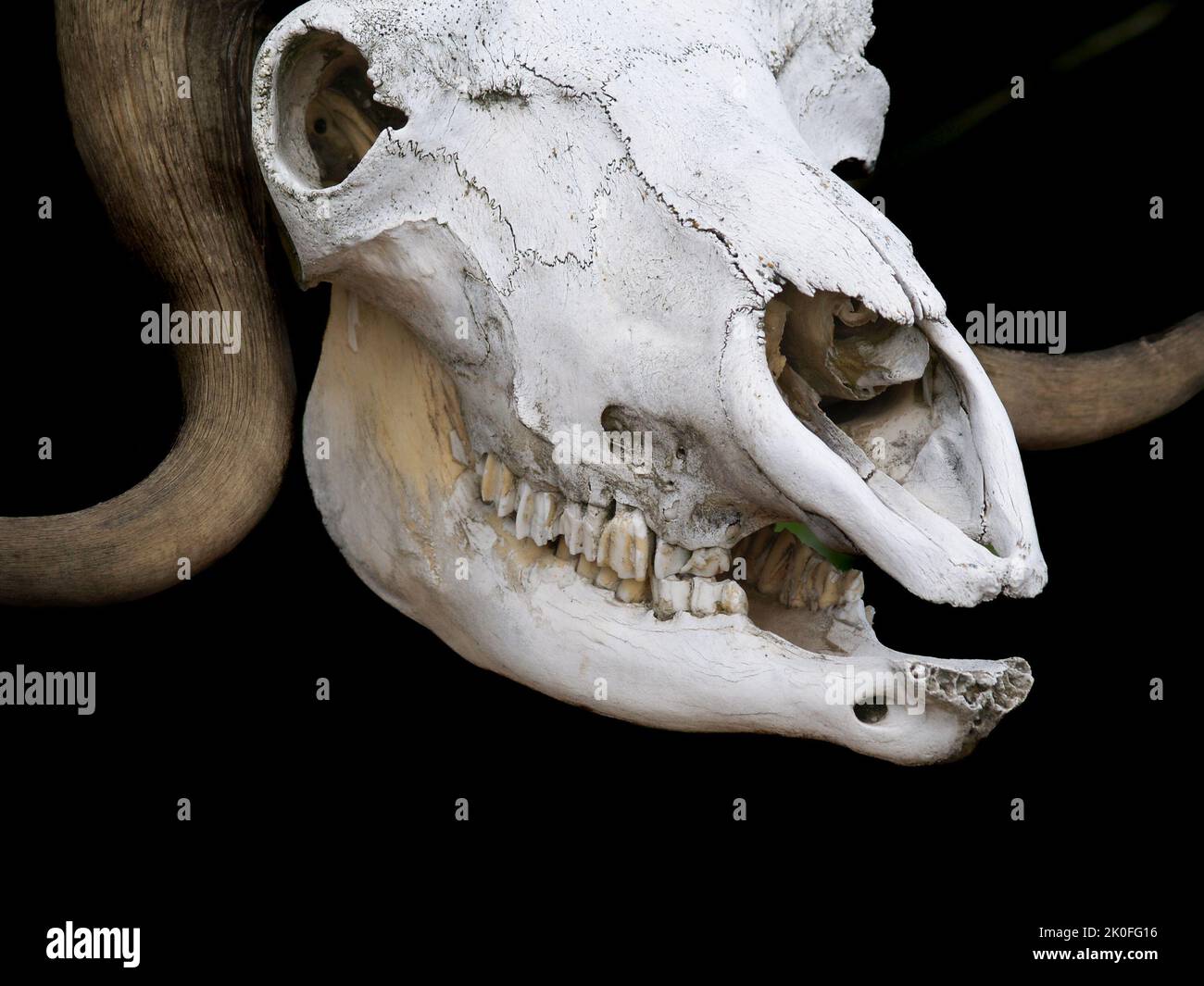 Crâne d'os blanc de bison buffle isolé sur fond noir Banque D'Images