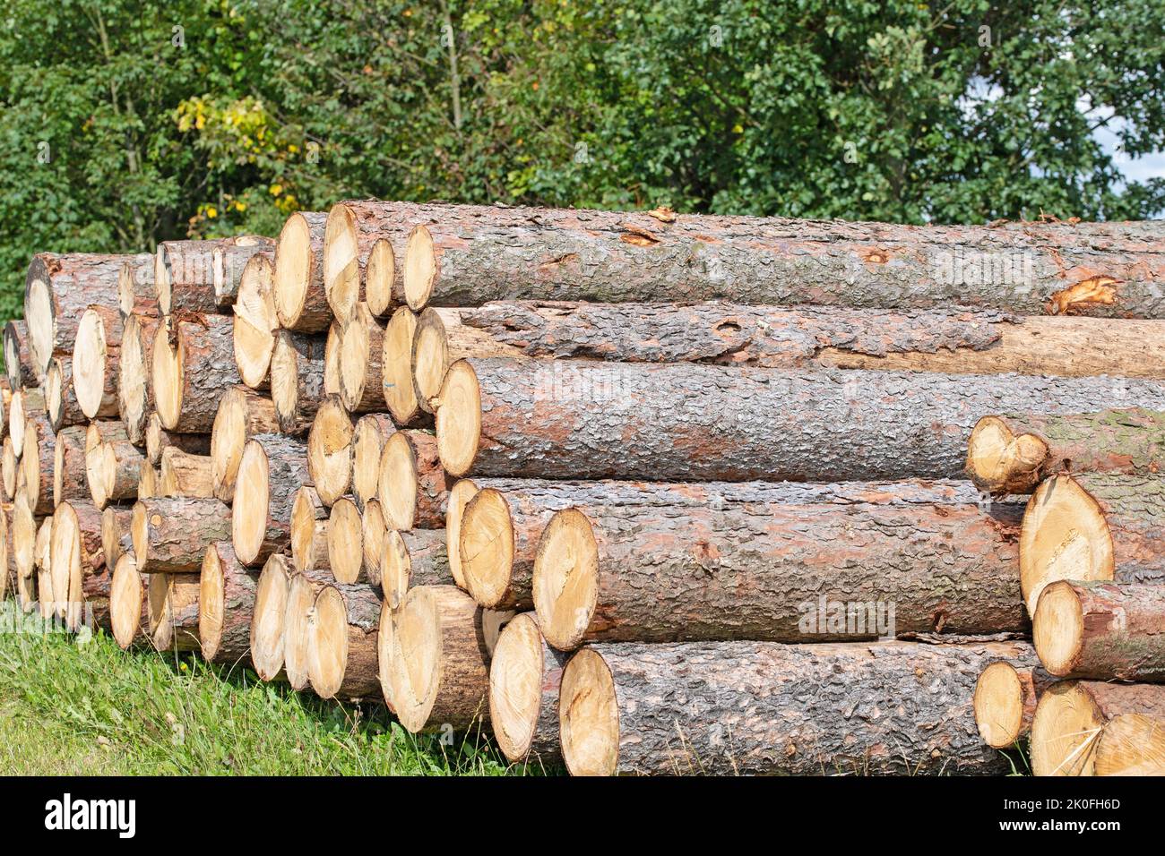 Billes d'épinette empilées au bord de la forêt Banque D'Images