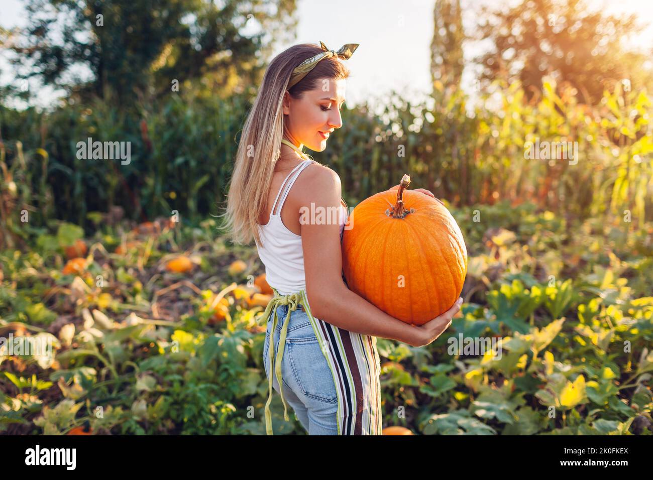 Récolte de citrouilles. Portrait de la jeune femme paysanne cueillant des légumes d'automne à la ferme. Un ouvrier heureux tient une grosse citrouille sur le terrain au coucher du soleil Banque D'Images