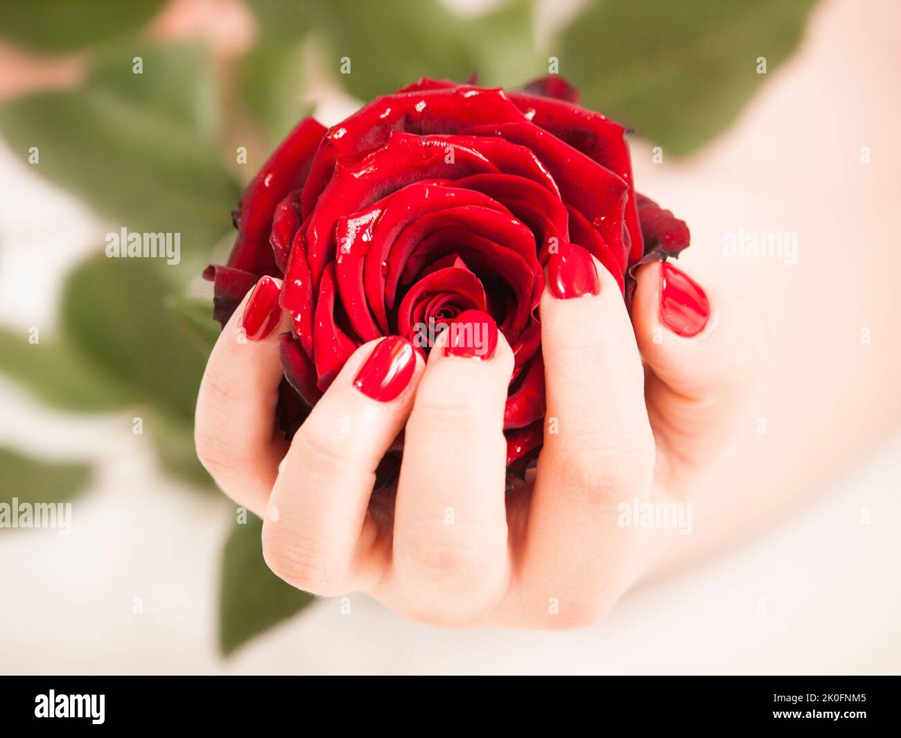 Avec la main de womans manucure rouge fleur rose en attente Banque D'Images