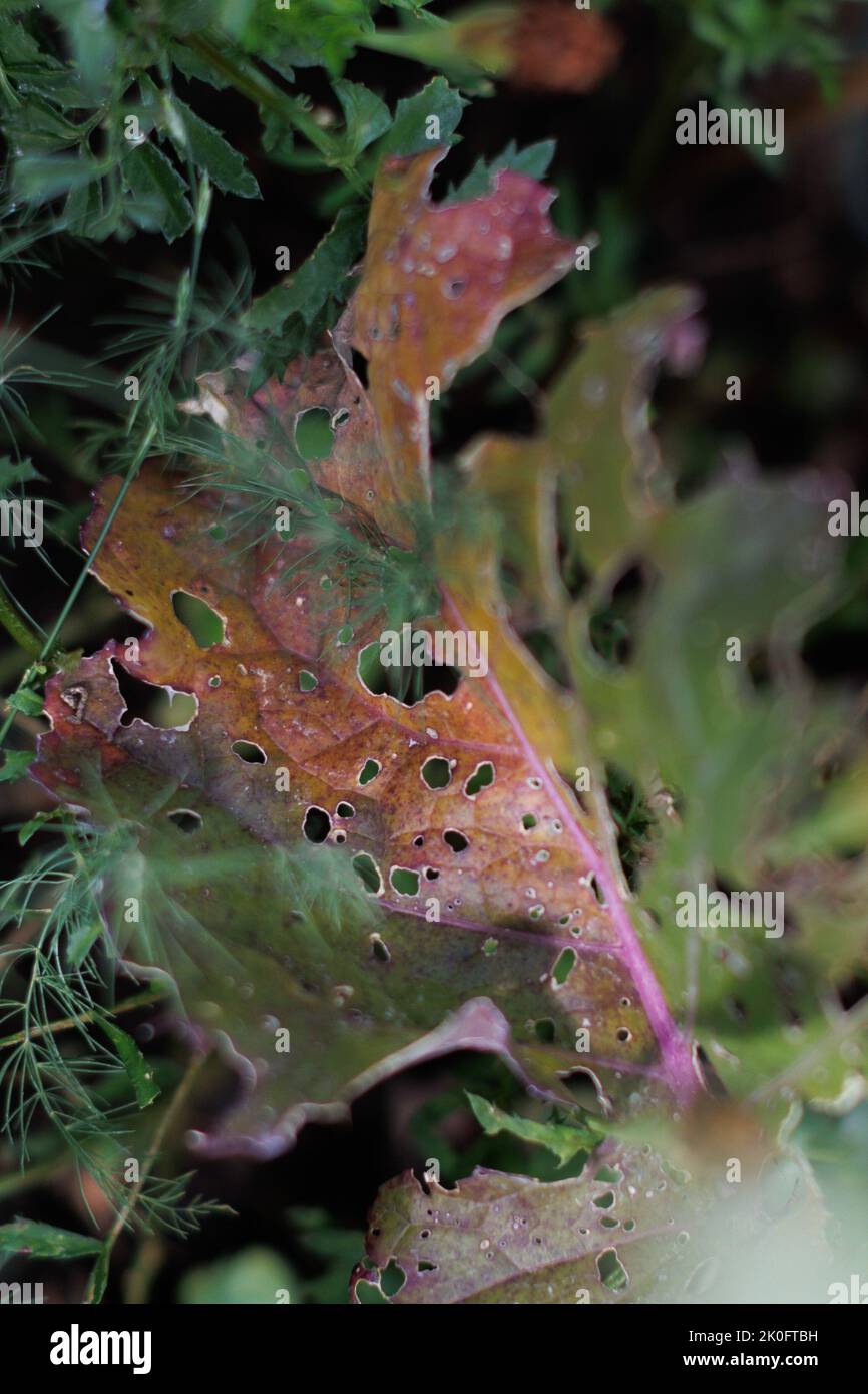 Gros plan des trous faits par Cabbage White Caterpillar dégâts aux feuilles de Brassica (Kale). Banque D'Images