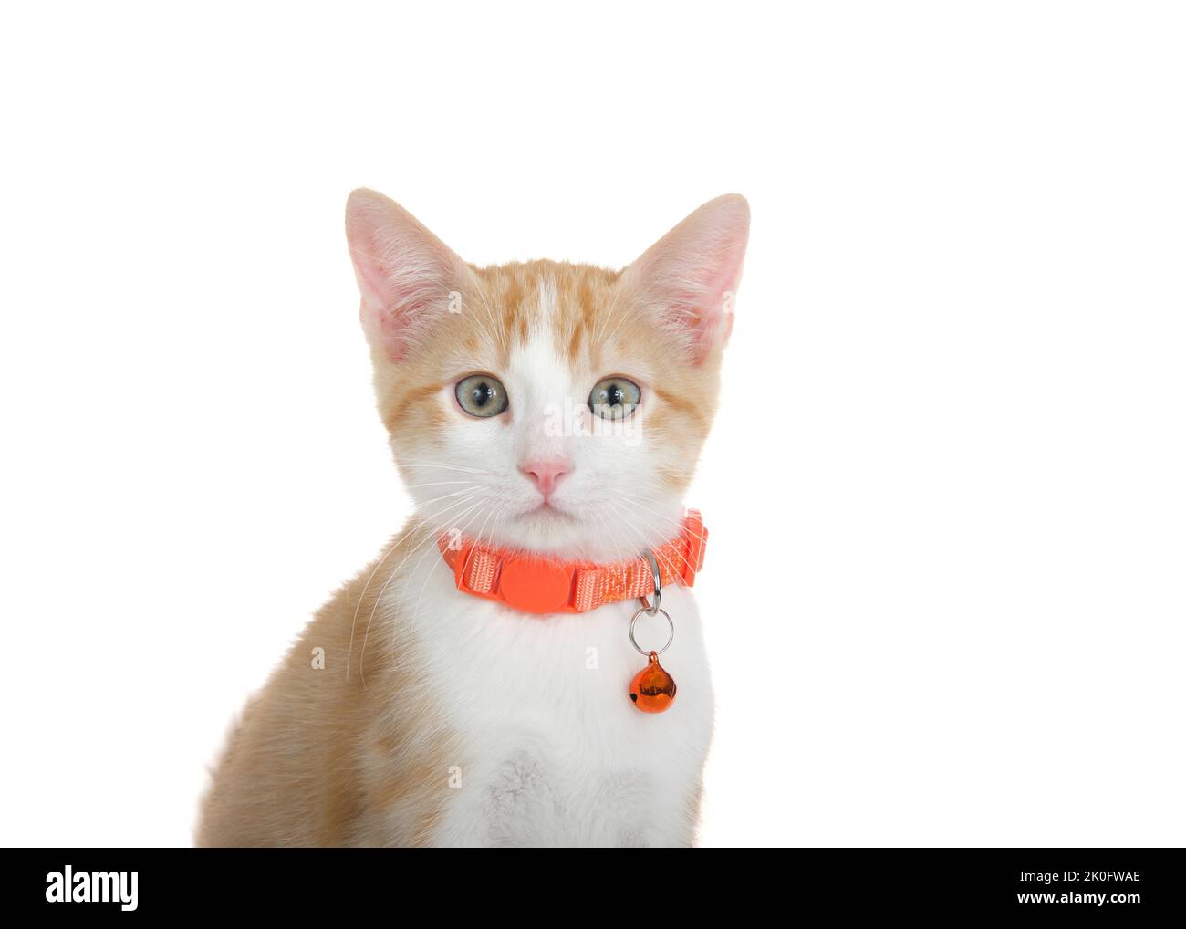 Portrait en gros plan d'un adorable chaton blanc et orange avec des yeux voilé, portant un collier orange avec une cloche regardant le spectateur. Isolé sur le coup Banque D'Images