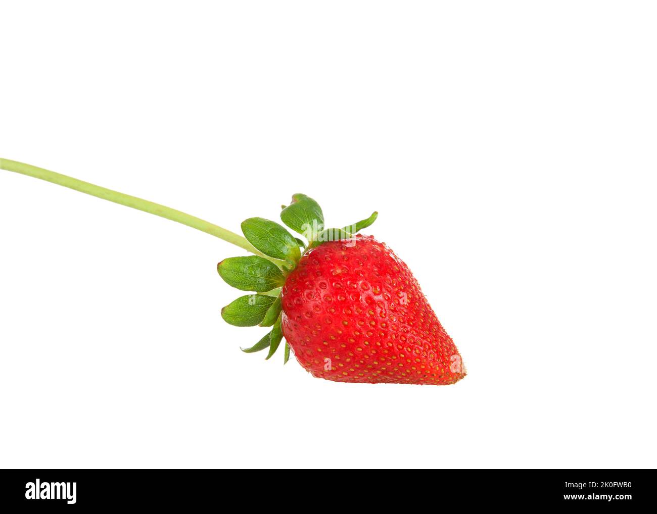 Une grande fraise biologique rouge fraîche avec tige et feuilles attachées, isolée sur blanc. Banque D'Images