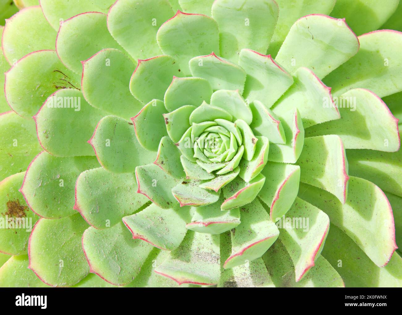 Gros plan sur le Sempervivum tectorum, le houseleek commun, une espèce de plantes à fleurs de la famille des Crassulacées. Un vert éternel sucreux formant une rosette Banque D'Images