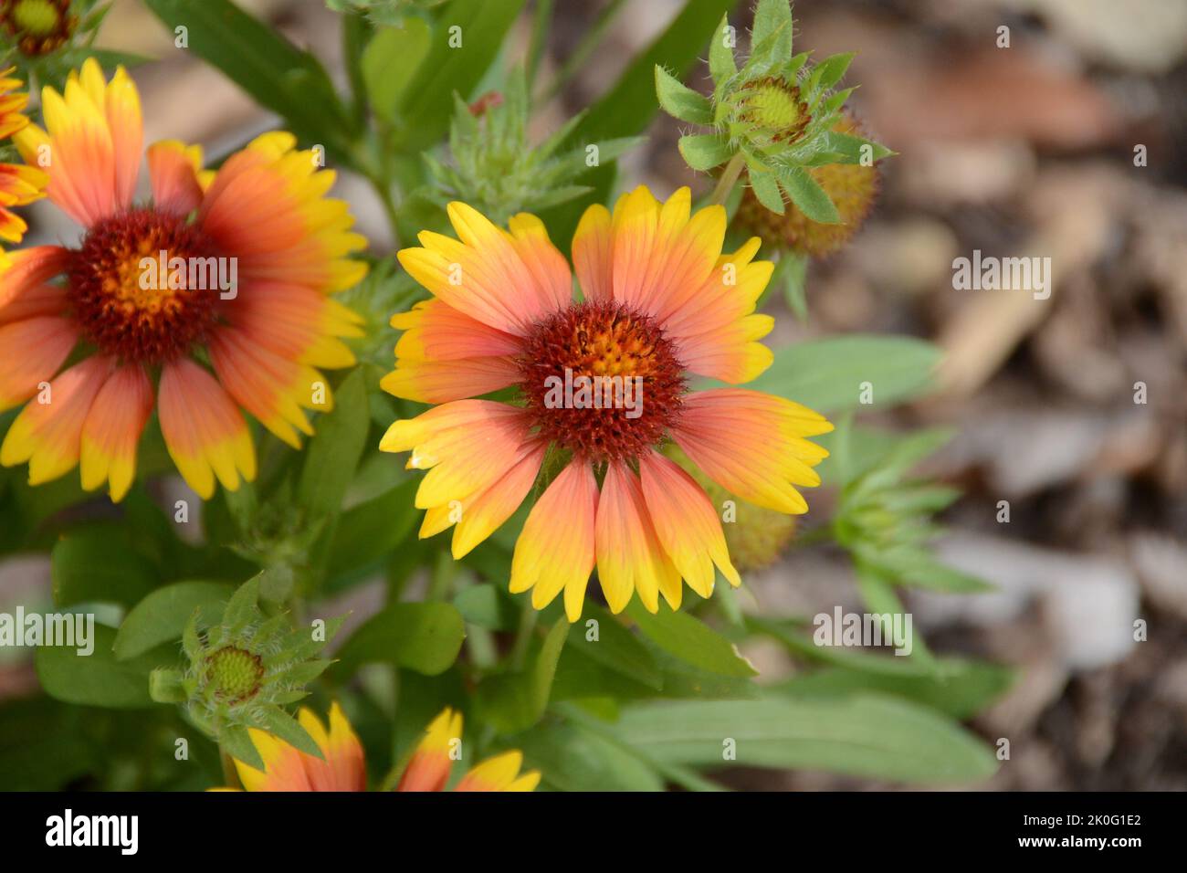 Großblumige Kokardenblume 'Kobold', Gaillardia x grandiflora, Blume, Gelb, Rot Banque D'Images