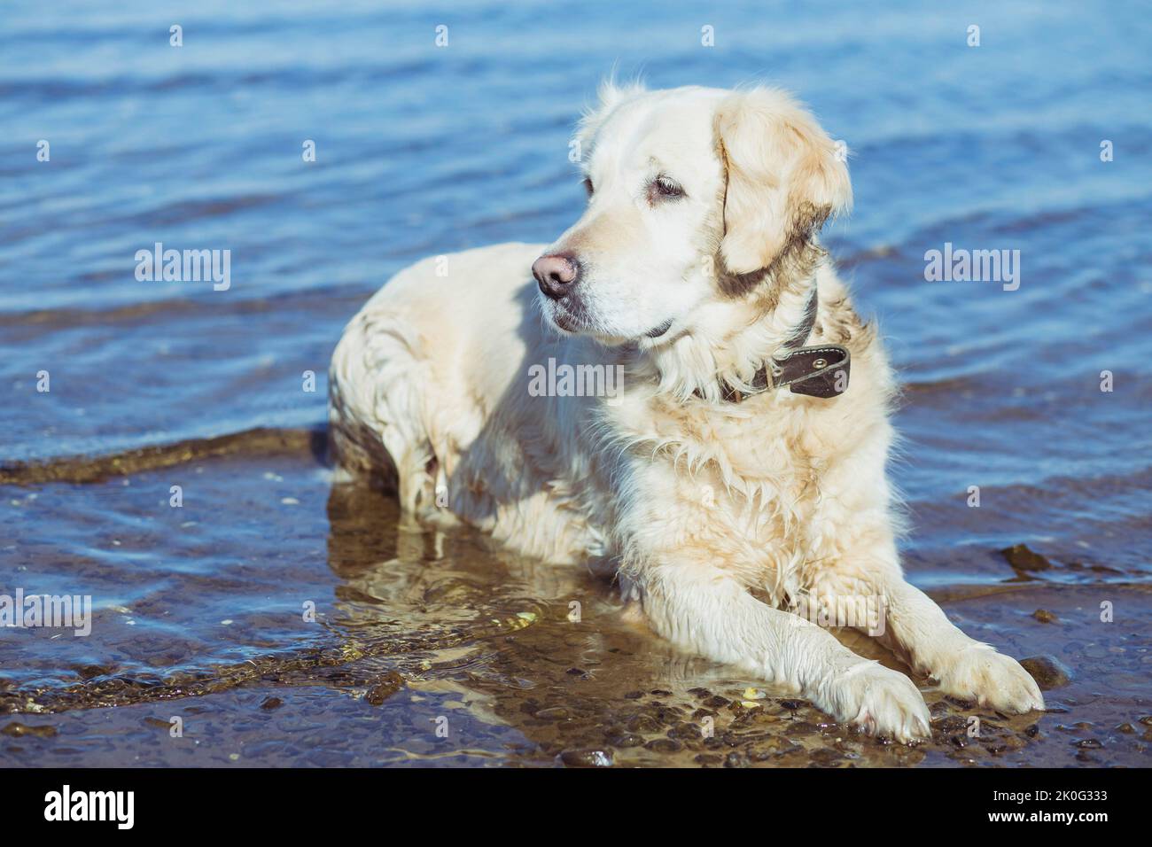 Belle retriever d'or baigne dans la mer Banque D'Images