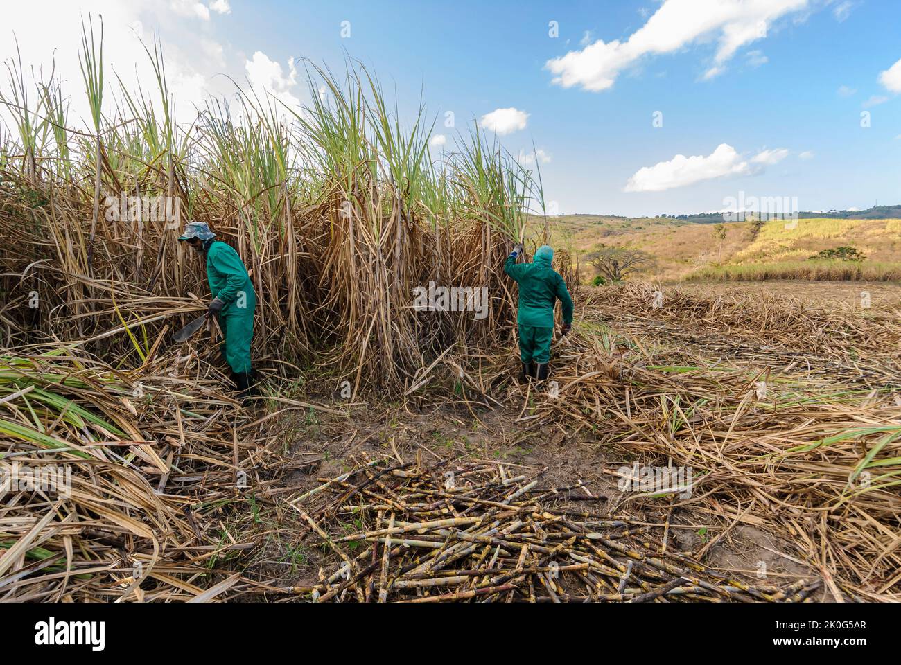 Canne à sucre. Les travailleurs récoltant à la main la canne à sucre biologique à Duas Estradas, Paraiba, Brésil sur 15 décembre 2012. Banque D'Images