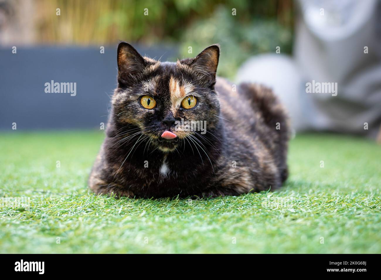 Chat drôle assis dans l'herbe avec sa langue dehors. Le shorthair britannique colle sa langue. Banque D'Images