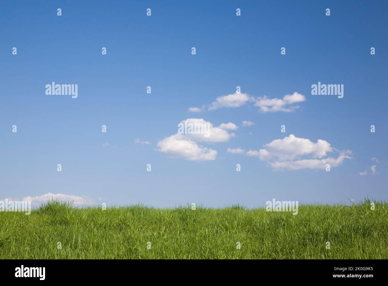 Champ d'herbe et ciel bleu avec cumulus nuages au printemps. Banque D'Images