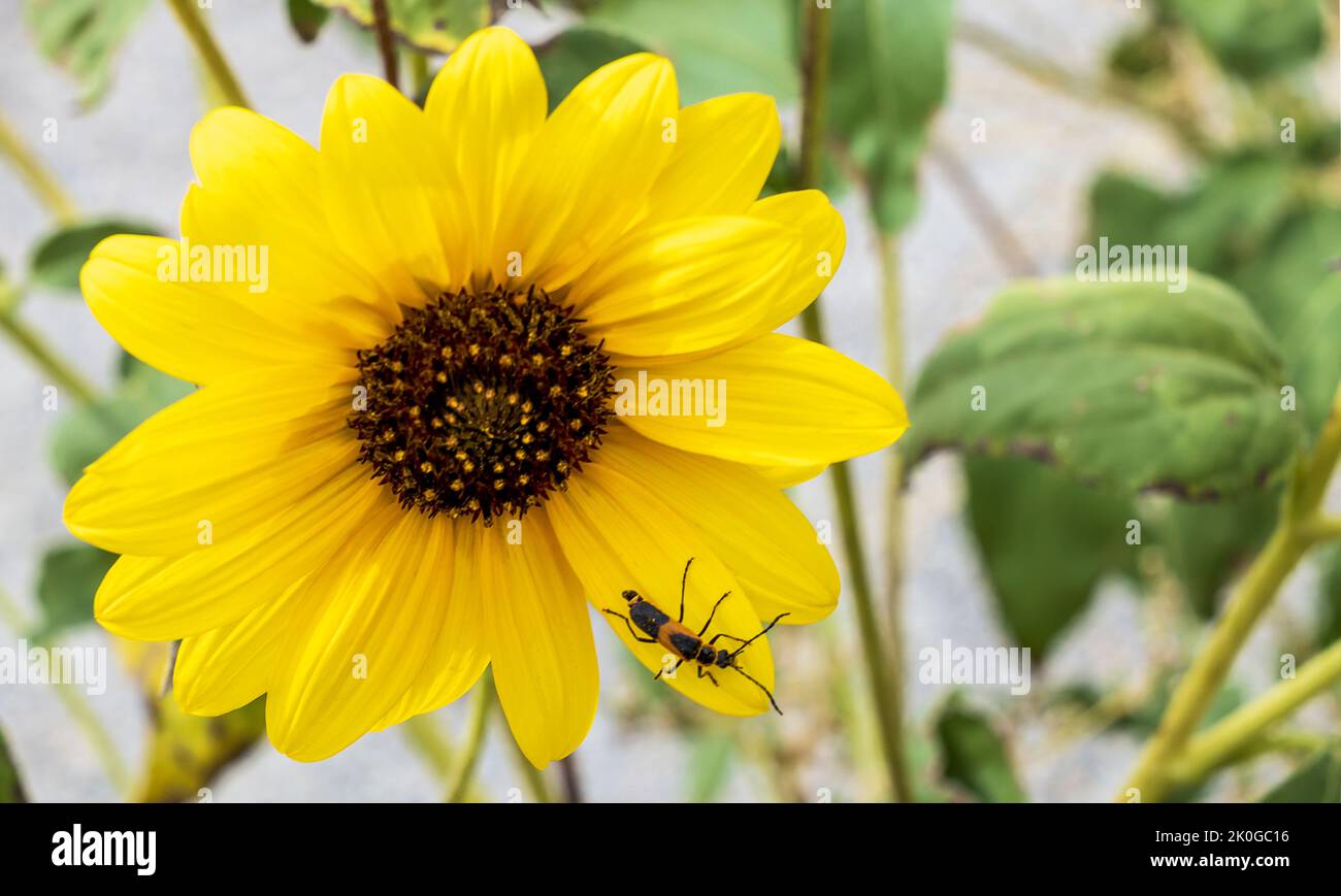 Photographie macro d'un petit insecte qui se trouve sur un grand pétale d'un tournesol sauvage Banque D'Images