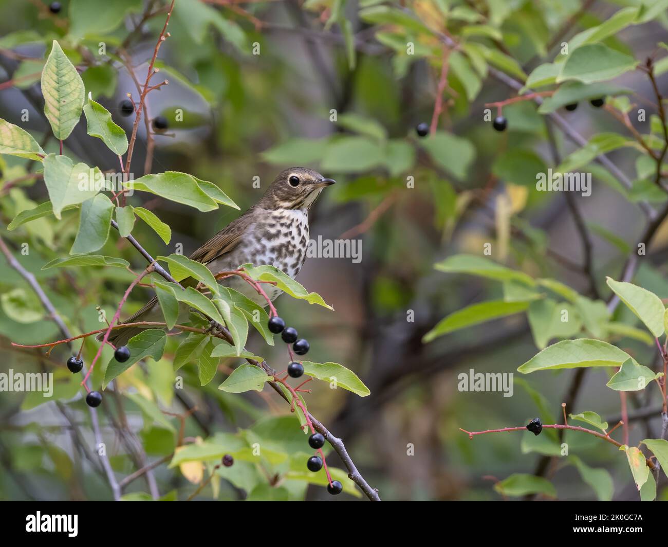 Grive de Swainson dans le Chokecherry Tree Banque D'Images