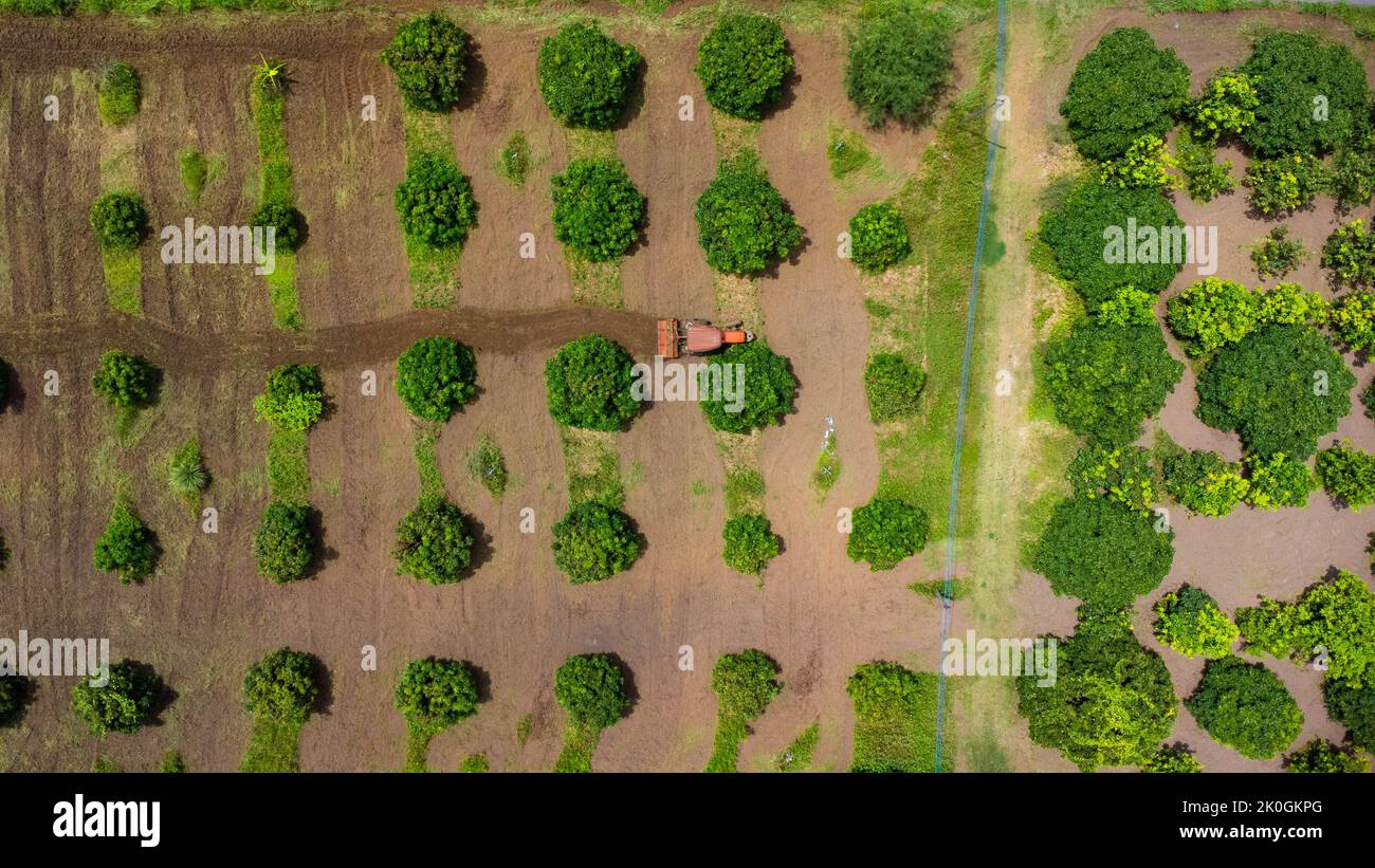 Vue aérienne du tracteur labourant le champ en plantation. Beaux paysages de zones agricoles ou de culture dans les pays tropicaux. Banque D'Images