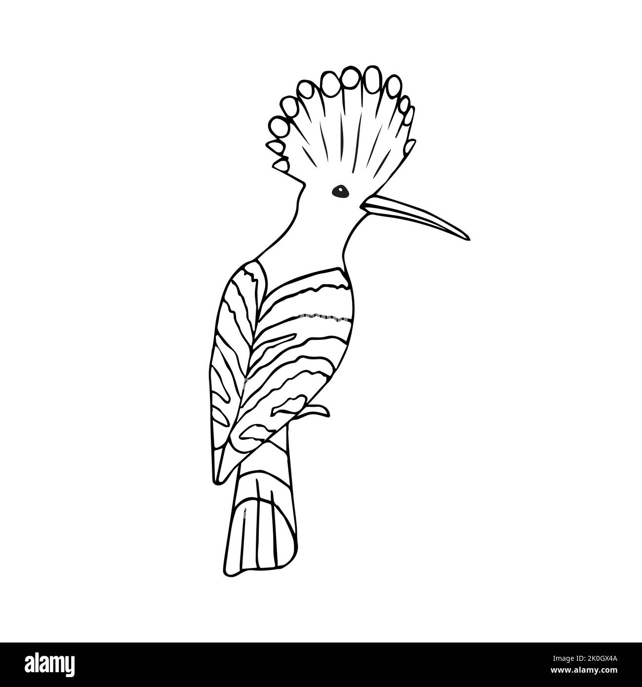 Dessin de caniche à la main de vecteur oiseau de hoope isolé sur fond blanc Illustration de Vecteur