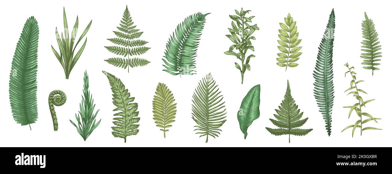 Esquisse des feuilles de fougère. Plantes forestières éléments décoratifs colorés dessinés à la main pour cartes d'invitation et de voeux, collection de plantes. Vecteur botanique Illustration de Vecteur Esquisse des feuilles de fougère. Plantes forestières éléments décoratifs colorés dessinés à la main pour cartes d'invitation et de voeux, collection de plantes. Vecteur botanique Illustration de Vecteur
