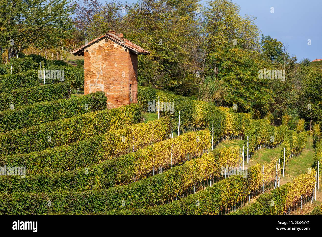 Vignobles automnaux colorés jaune et vert sur la colline du Piémont, dans le nord de l'Italie. Banque D'Images